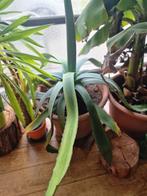 Candelabra aloe plant 130cm hoog plant, Huis en Inrichting, Kamerplanten, Overige soorten, 100 tot 150 cm, Ophalen of Verzenden
