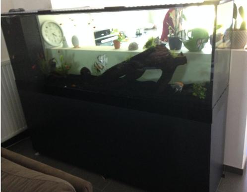 groot aquarium, 2 meter lang, Animaux & Accessoires, Poissons | Aquariums & Accessoires, Utilisé, Aquarium d'eau douce rempli