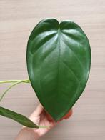 Syngonium chiapense, Ophalen of Verzenden