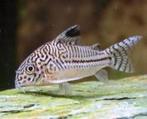 gezocht in Gent - Corydoras, Dieren en Toebehoren, Vissen | Aquariumvissen, Vis, Zoetwatervis, Schoolvis