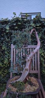 bonsai , juniperus , pinus, Tuin en Terras, Ophalen