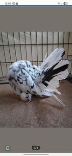 Pigeon queue de paon fantail Anglais pure race baguer exposi