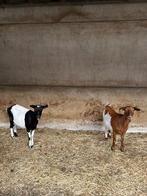 2 prachtige hoornloze bonte melkgeiten, Dieren en Toebehoren, Schapen, Geiten en Varkens, Vrouwelijk, Geit, 0 tot 2 jaar