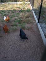 Australorp haan, Dieren en Toebehoren, Mannelijk, Kip