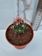 Thelocactus Bicolor, Verzenden, Cactus