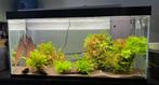 Aquarium Ciano Émotions 240L, Ophalen, Gebruikt