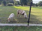 PAARDEN, Dieren en Toebehoren, Niet van toepassing, 0 tot 2 jaar, Hengst, Gechipt
