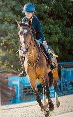 Top merrie te koop!, Dieren en Toebehoren, Paarden, Merrie, Springpaard, Gechipt, 7 tot 10 jaar