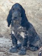 Engelse Ccocker Spaniël pup, Dieren en Toebehoren, Honden | Retrievers, Spaniëls en Waterhonden, België, Fokker | Hobbymatig, Reu