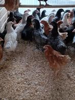halfwas hennen LAATSTE STUKS vanaf 6,5 euro 0499/08.23.81, Dieren en Toebehoren, Pluimvee, Vrouwelijk, Kip