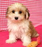 Super leuke kruising Bichon x Yorkshire pups!, 15 weken tot 1 jaar, Buitenland, Meerdere, Klein