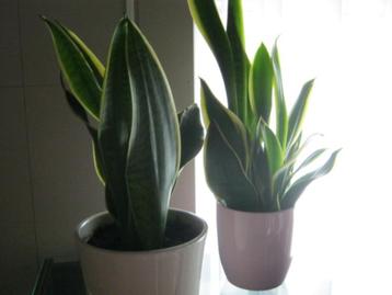sanseveria beschikbaar voor biedingen