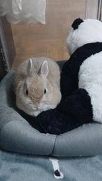 Lapine naine agée de 3 ans et demi, Animaux & Accessoires, Femelle, Nain, 3 à 5 ans