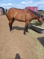 Draver, Dieren en Toebehoren, Paarden