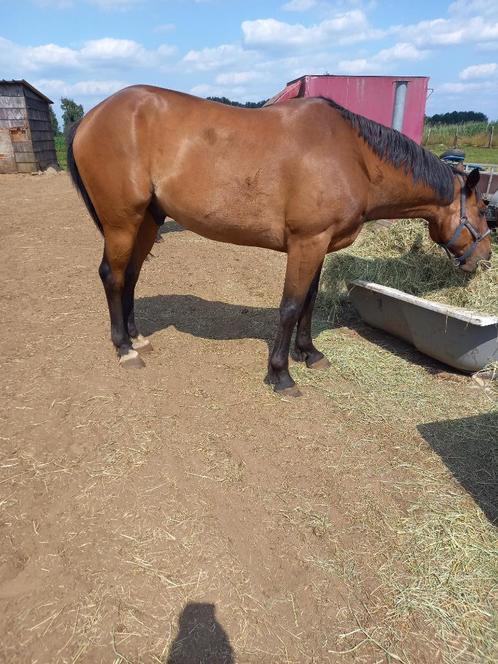 Draver, Dieren en Toebehoren, Paarden