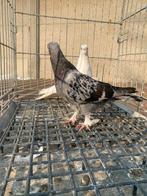 Takla baby, Dieren en Toebehoren, Vogels | Duiven