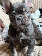 Chiot bouledogue français (chien) avec pedigree et dressé, Parvovirose, Plusieurs, Belgique, 8 à 15 semaines