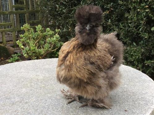 zijdehoenders, Dieren en Toebehoren, Pluimvee
