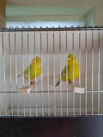 kanarie, Mannelijk, Kleurkanarie