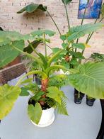 Olifantsoor, Ophalen