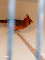 Koppel rode kardinalen vaste voetring 2025