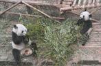 REUZENPANDA'S  LEKKER  AAN  HET  ETEN, Verzamelen, Postkaarten | Dieren, Verzenden, Ongelopen, Wild dier