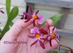 Geurende Orchidee Oncidium Katrin Zoch, Ophalen of Verzenden