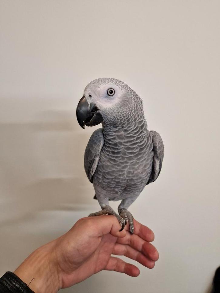 Grijze roodstaart Tam 2025, Dieren en Toebehoren, Vogels | Parkieten en Papegaaien, Papegaai, Vrouwelijk, Pratend, Tam, Geringd