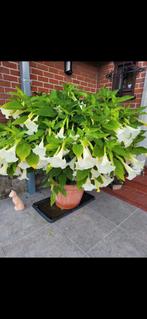 Prachtige Brugmansia of trompetbloem plantjes, Tuin en Terras, Planten | Tuinplanten, Zomer, Ophalen of Verzenden