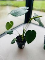 Monstera Deliciosa, Maison & Meubles, Plantes d'intérieur, Autres espèces, En pot, Moins de 100 cm, Enlèvement