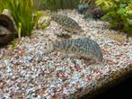Botia almorhae, Vis, Zoetwatervis