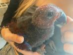 Edelpapegaai, Dieren en Toebehoren, Papegaai, Geringd
