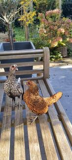 Te koop of ruilen voor hen,jong Sebright haantje €10., Dieren en Toebehoren, Pluimvee, Mannelijk, Kip