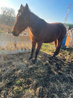 Cheval, Animaux & Accessoires, Box & Pâturages