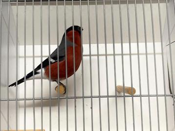 Distelvinken goudvinken sijzen putters beschikbaar voor biedingen