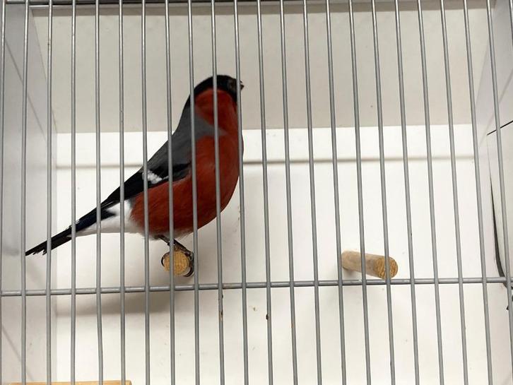 Distelvinken goudvinken sijzen putters, Dieren en Toebehoren, Vogels | Overige Vogels