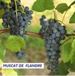 VIGNES ea "MUSCAT DE FLANDRE", Délicieux raisins BLEUS, 12€, Jardin & Terrasse, Enlèvement ou Envoi, Printemps, Plante fixe, Plantes fruitières