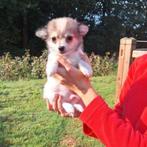 Chihuahua pups, Dieren en Toebehoren, België, CDV (hondenziekte), 8 tot 15 weken, Meerdere
