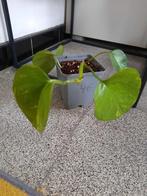 Epipremnum aureum, Huis en Inrichting, Kamerplanten, Ophalen, Overige soorten, Halfschaduw, In pot