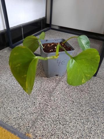 Epipremnum aureum  beschikbaar voor biedingen