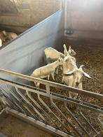 Geiten met lammeren, Dieren en Toebehoren, Schapen, Geiten en Varkens