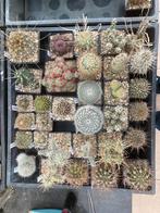 Cactus allerlei te koop!, Tuin en Terras, Planten | Tuinplanten, Ophalen of Verzenden