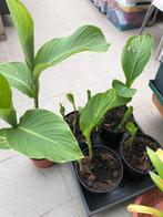 Canna ( knollen ), Ophalen