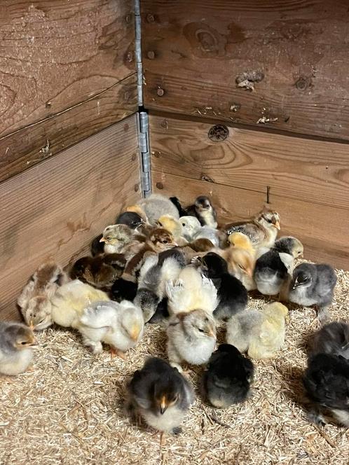 Jonge cochin kriel kuikens, Dieren en Toebehoren, Pluimvee, Kip, Geslacht onbekend