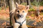 Shiba Inu puppy van ouders met gezondheidstesten, Dieren en Toebehoren, Honden | Poolhonden, Keeshonden en Oertypen, België, Fokker | Hobbymatig