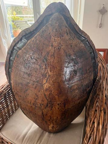 Antieke authentieke oude reuze schildpad schelp, Enlèvement ou Envoi, Ovale, Autres matériaux