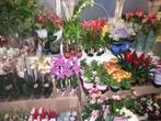 Diverse planten, orchideeën, geldboom anthurium ect ect, Enlèvement ou Envoi