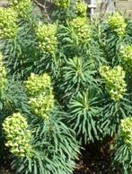 Wolfsmelk / euphorbia vaste plant gele bloemen, blauw groen, Zomer, Vaste plant, Ophalen of Verzenden, Overige soorten