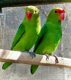 Gezocht top kweekkoppel Tarantas, Dieren en Toebehoren, Meerdere dieren, Dwergpapegaai of Agapornis, Geringd