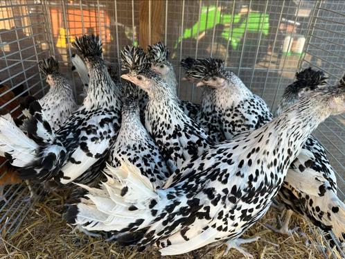 Appenzeller spitskuif zilver, Dieren en Toebehoren, Pluimvee